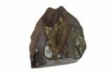 Triceratops Shed Tooth - Montana #93075-1